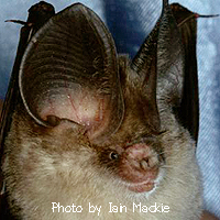 Hipposideros pomona